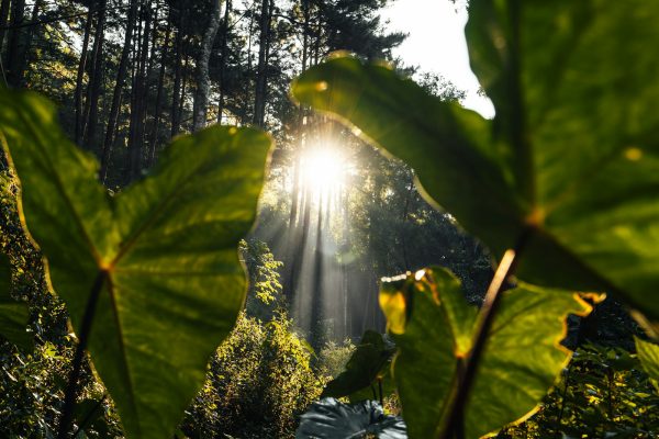 forest in the morning light and fog on trees